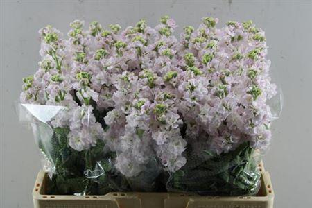Matthiola incana StoX Silver