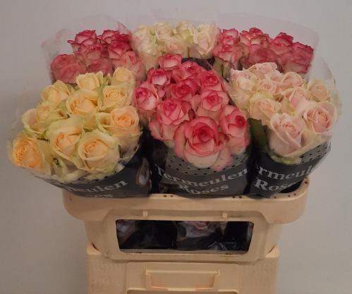 Rosa grootbloemig gemengd in fust