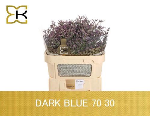 Limonium Safora Dark Blue