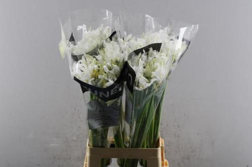 Nerine (Bowdenii Grp) 'Adele'