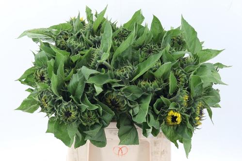 Helianthus annuus 'Sunrich Orange'