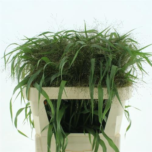 Panicum 'Firework'