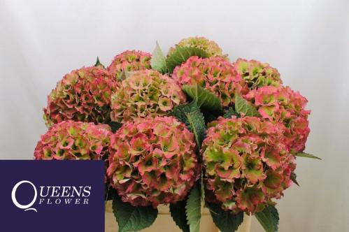 Hydrangea macrophylla Royal Palace (classic)