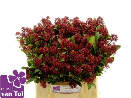 Skimmia per bos japonica 'Rubella'