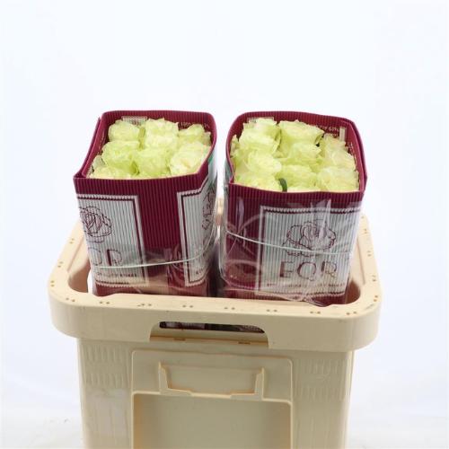 Rosa grootbloemig Mondial