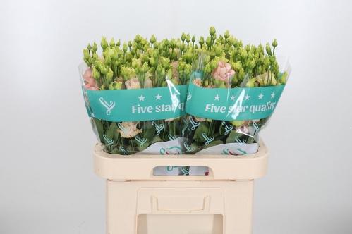 Eustoma russellianum gevuldbloemig 'Alissa Light Apricot'