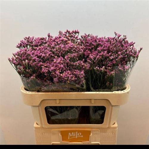 Limonium sinense Tiffany Diamond