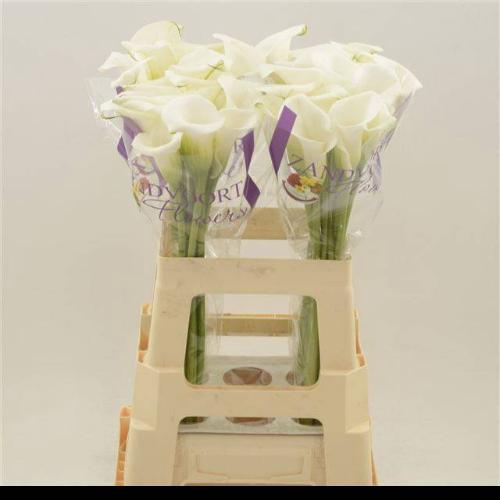 Zantedeschia White Art