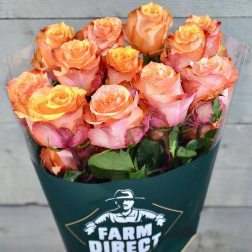 Rosa grootbloemig Twilight