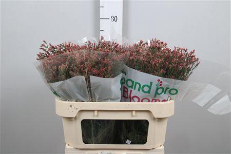 Limonium sinensis Maxima Diamond