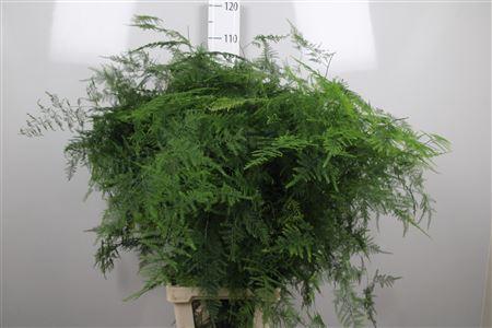 Asparagus setaceus overig