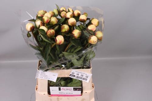 Paeonia Lactiflora Grp 'Bridal Shower'