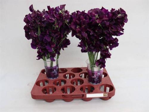 Lathyrus odoratus 'Winter Sunshine Navy'