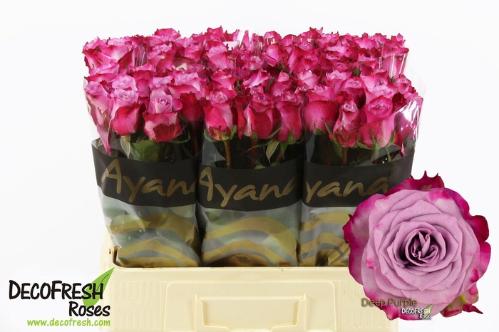 Rosa grootbloemig Deep Purple