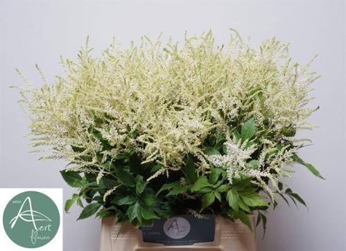 Astilbe Japonica Grp 'Whasingthon'