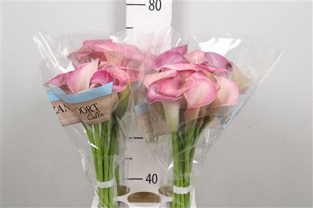 Zantedeschia 'Denver'