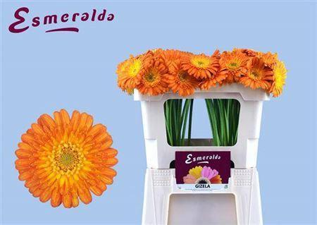Gerbera mini 'Gizela'
