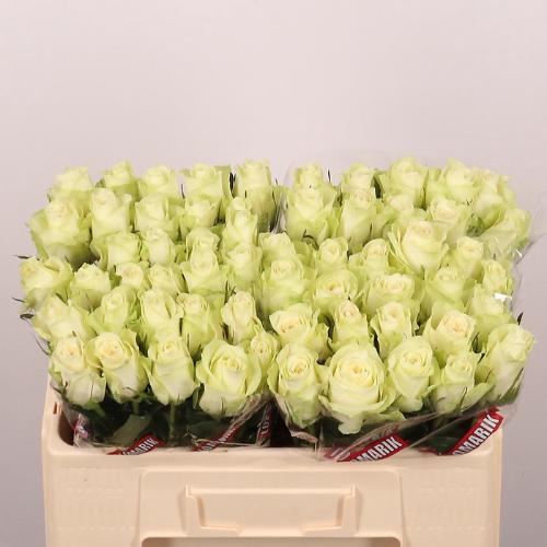 Rosa grootbloemig Athena