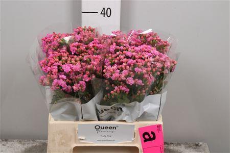Kalanchoe 'Taffy Pink Meadow'
