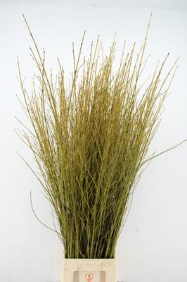 Cornus stolonifera 'Flaviramea'