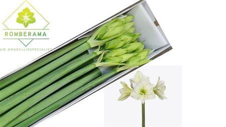 Hippeastrum (Galaxy Grp) 'Albarino'