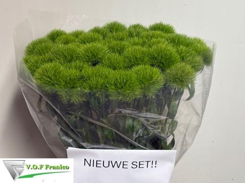 Dianthus barbatus Green Trick