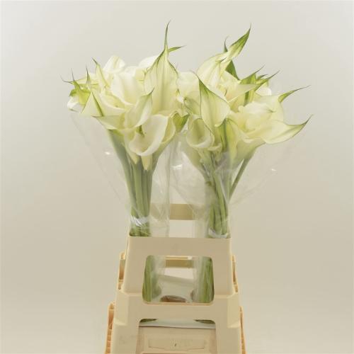 Zantedeschia 'Captain Ventura'