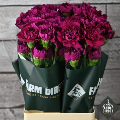 Dianthus standaard 'Purple Damascus'