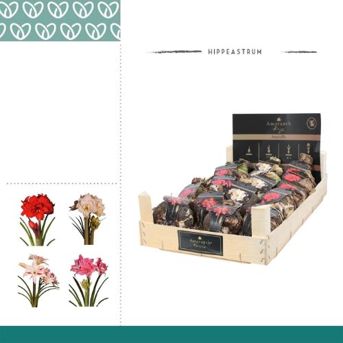 Hippeastrum (bol)