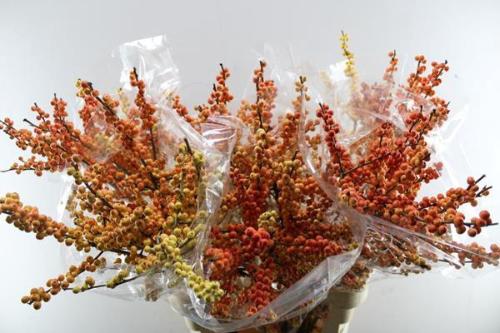 Ilex verticillata Ilexia Julia