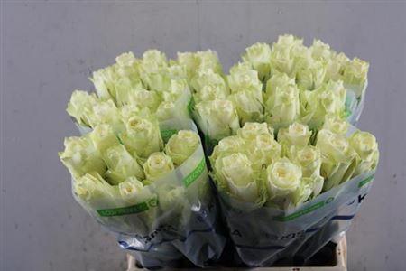 Rosa grootbloemig Athena