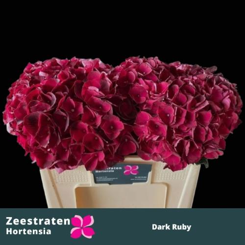 Hydrangea macrophylla Magical Dark Ruby (classic)