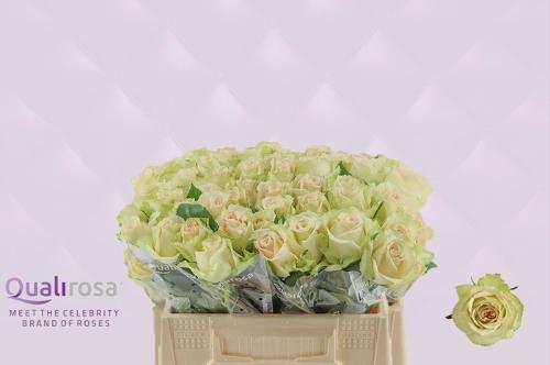 Rosa grootbloemig Hypnose