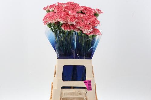 Dianthus standaard Montoya