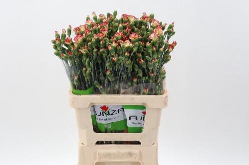 Dianthus tros overig