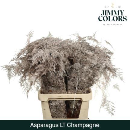 Asparagus overig kleurbehandeld H%
