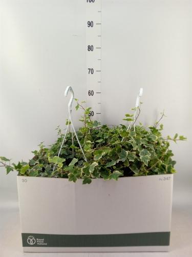 Hedera helix 'Eva'