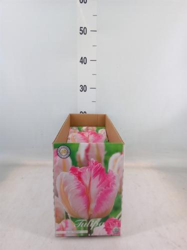 Tulipa (bol)