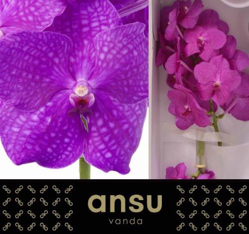 Vanda Nitaya Hot Magenta