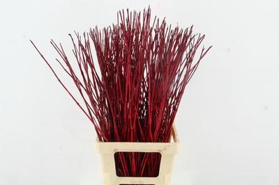 Cornus alba 'Sibirica'