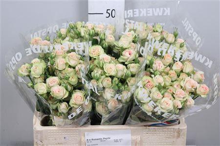 Rosa tros Romantic Pepita