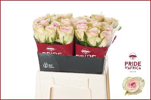 Rosa grootbloemig Pink Athena