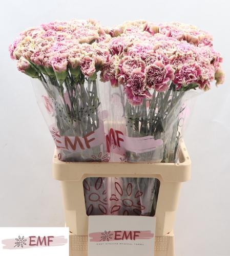 Dianthus standaard 'Antigua'