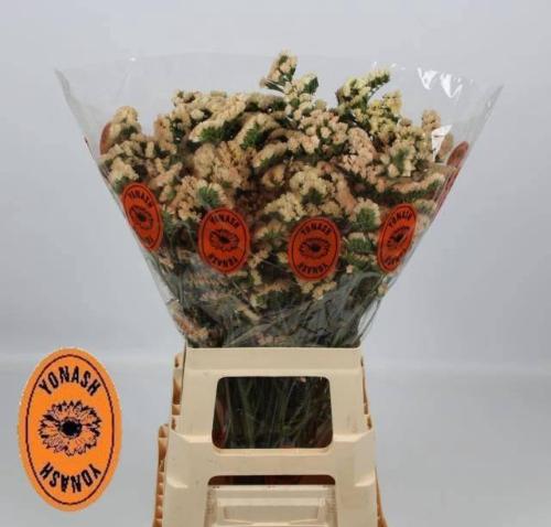 Limonium sinuatum 'Sinuet Honey Apricot'