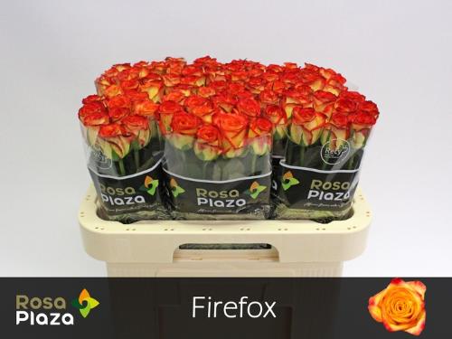 Rosa grootbloemig Firefox