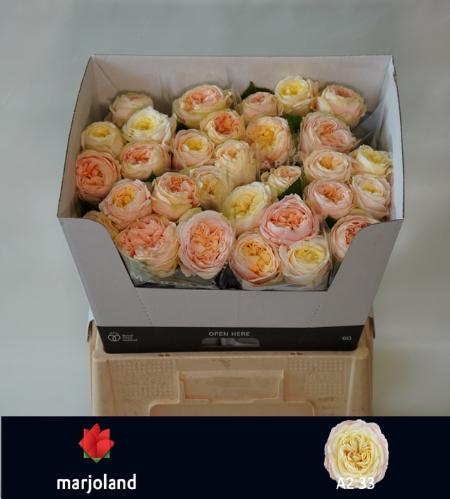 Rosa grootbloemig Priscilla!