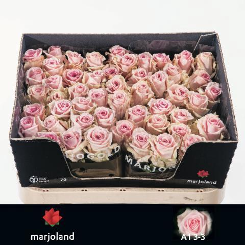 Rosa grootbloemig Sweet Dolomiti