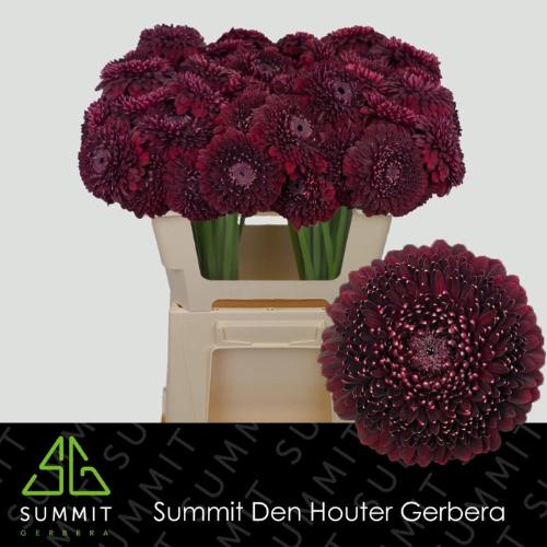 Gerbera Pomponi Black Pearl