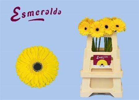 Gerbera grootbloemig 'Don Leo'