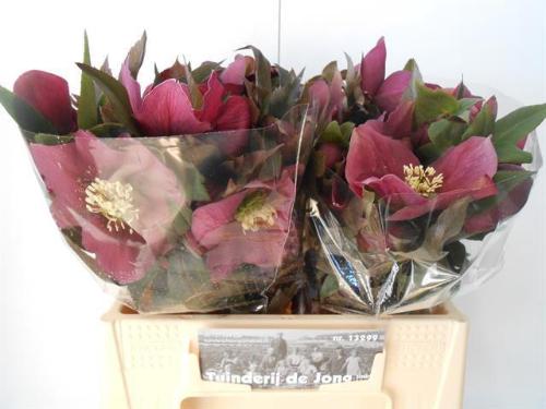 Helleborus 'Queens Red'